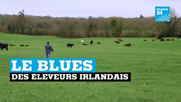 Brexit : le blues des éleveurs irlandais