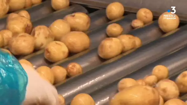 Coronavirus : malgré le confinement la récolte des pommes de terre à bien débutée à Noirmoutier