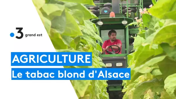 La récolte du tabac blond d'Alsace