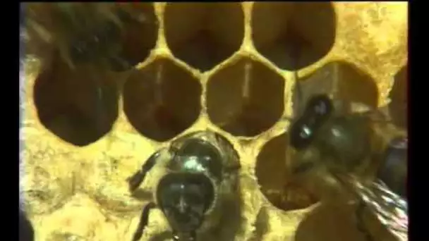 Les  Abeilles 2 - Documentaire Animalier