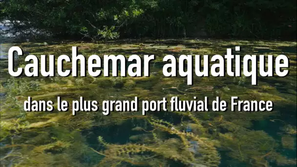 Le plus grand port fluvial de France touché par le fléau du Myriophylle