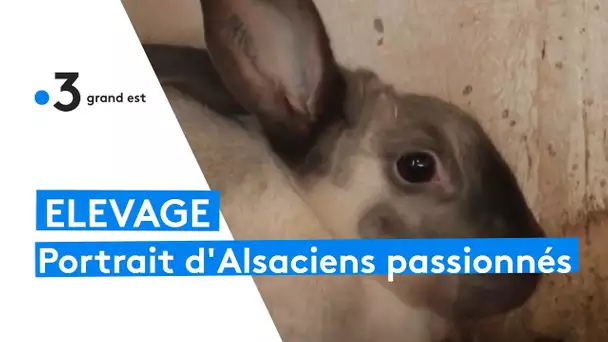 Portrait d'éleveurs amateurs alsaciens de lapins et oiseaux rares