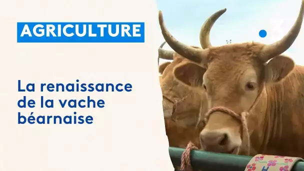 La renaissance de la vache béarnaise