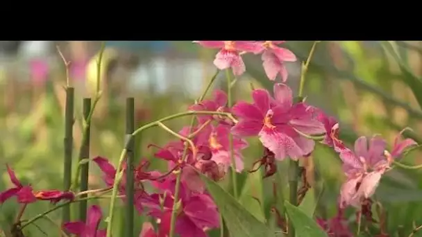Crise énergétique : la hausse des prix met les producteurs d’orchidées du Var en difficulté