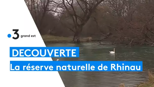 Les 30 ans de la réserve naturelle de Rhinau