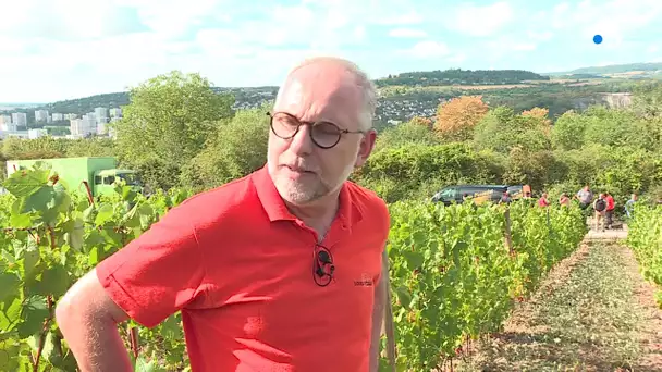 Vendanges à Talant : comment se présentent les vendanges ?