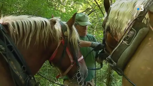 Insolite : dans le Puy-de-Dôme, des chevaux pour évacuer des poteaux électriques