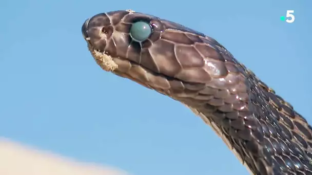 Fascinant : un serpent mue en direct - ZAPPING SAUVAGE
