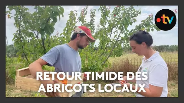 Dans le Var, on expérimente les abricots du futur
