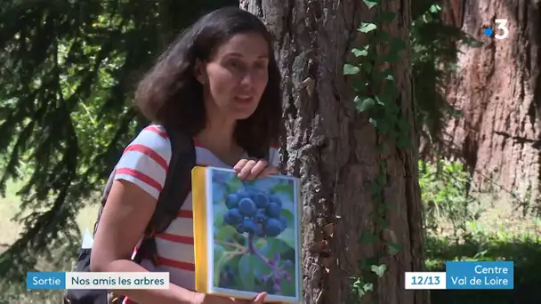 Loiret : l'arboretum national des barres ré-ouvre ses portes cet été !