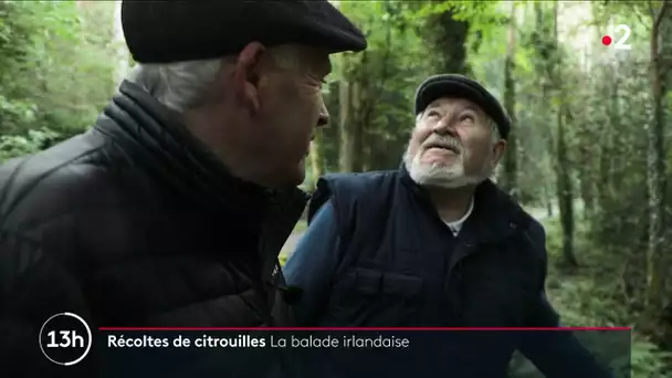 Couleurs et récolte d'automne : la balade irlandaise