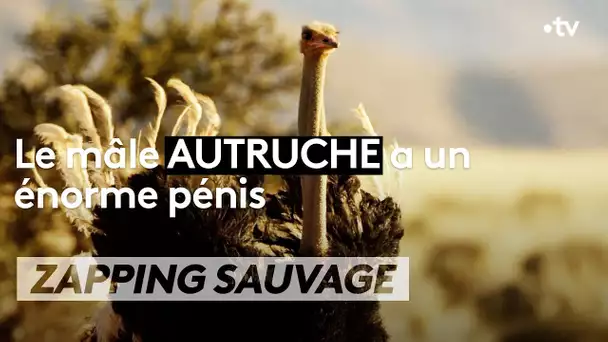 Le mâle autruche a un énorme pénis - ZAPPING SAUVAGE