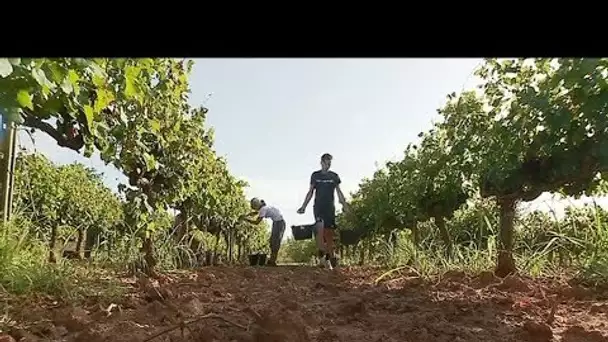 Début des vendanges 2018 dans le Var