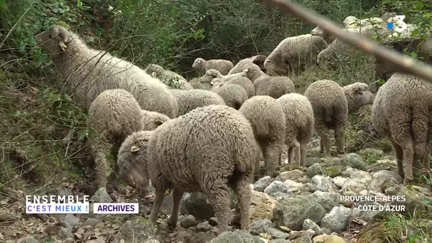 Fontvieille (BDR) : nous paysans, de la terre à la production dans la maison de la transhumance.