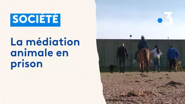 Des chevaux en prison