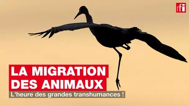 La migration des animaux : l'heure des grandes transhumances !
