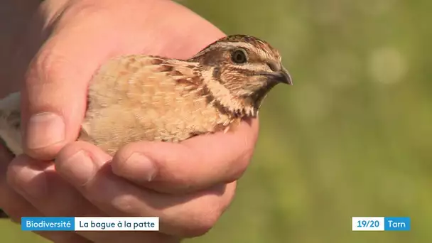 Des cailles des blés baguées dans le Tarn pour un suivi de l'espèce migratrice