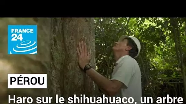Pérou : haro sur le shihuahuaco, un arbre millénaire en danger • FRANCE 24
