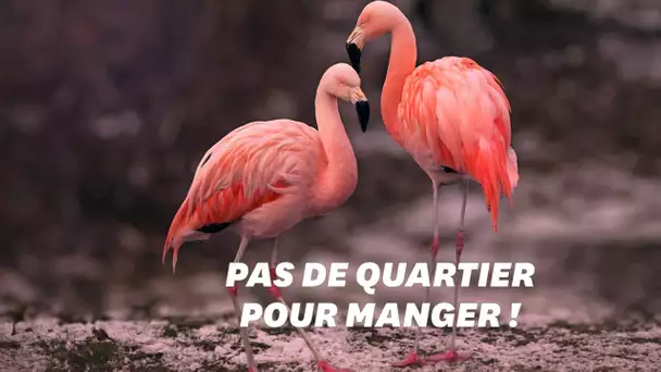 Les flamants les plus roses sont les plus agressifs