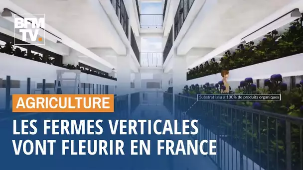 Les fermes verticales vont fleurir en France