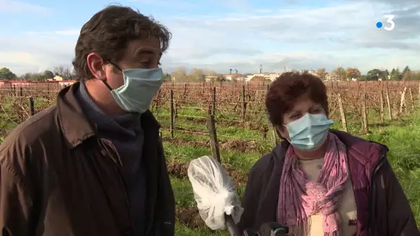 Gironde : un lotissement construit en lisière de vignoble à Bassens, les viticulteurs inquiets