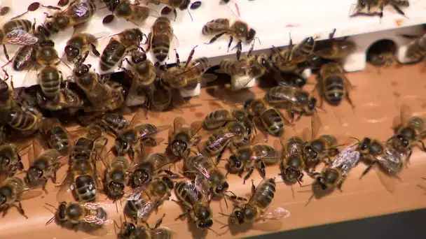 Un apiculteur réimplante l'abeille noire en Normandie