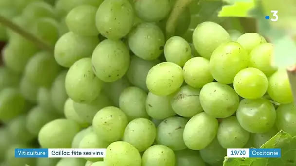 Vins de Gaillac : chute de production à prévoir en 2021