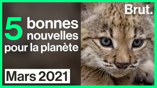 5 bonnes nouvelles pour la planète