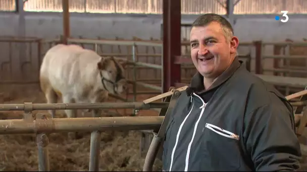 Ain. Préparation vaches charolaises avant le salon de l'agriculture