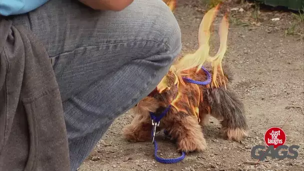 Chiot En FEU Sauvé Par Des Étrangers!