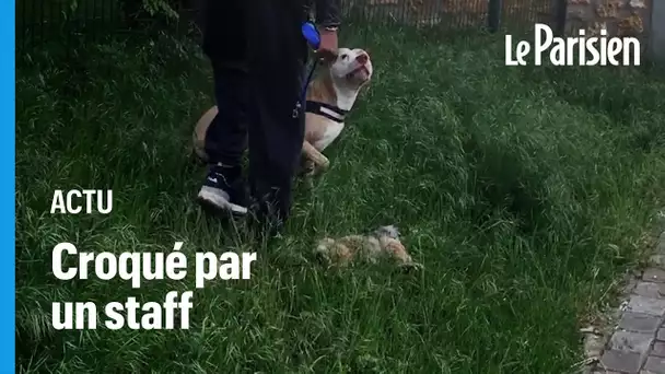 Lucky, un bichon de 3 ans meurt entre les crocs d'un Bull-Terrier, ses maîtres portent plainte