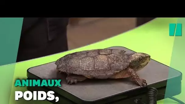 De la grenouille au chameau, le Zoo de Londres a commencé la pesée annuelle de ses animaux