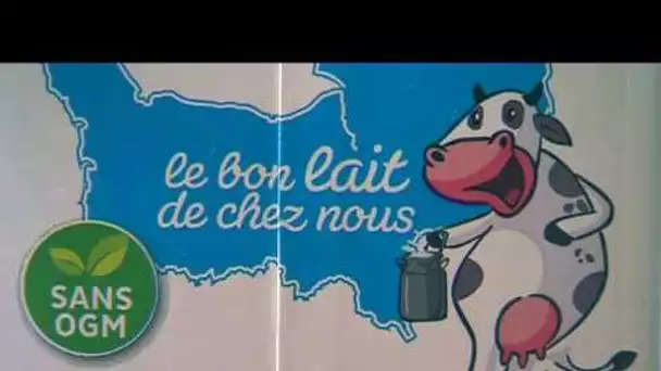 Un lait '100% normand' débarque dans les magasins normands