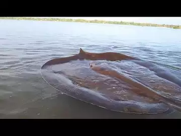 Une raie géante pêchée puis relâchée dans le Mékong au Cambodge