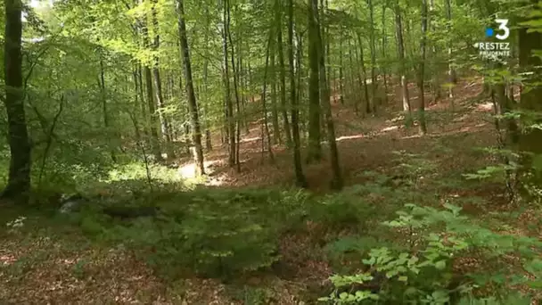 Sarthe - la marche à suivre avec le retour des randonneurs en forêt