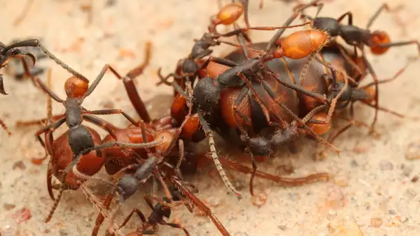 Des fourmis décapitent leur reine - ZAPPING SAUVAGE