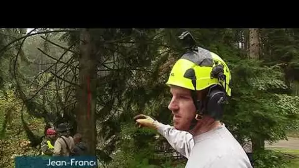 Le grand sapin du marché de Noël de Strasbourg coupé en forêt de Boersch