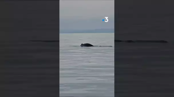 Une baleine à bosse observée en Normandie