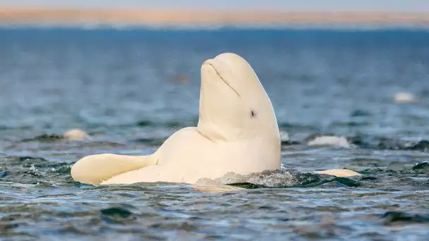 Des bélugas se font un gommage tranquille - ZAPPING SAUVAGE