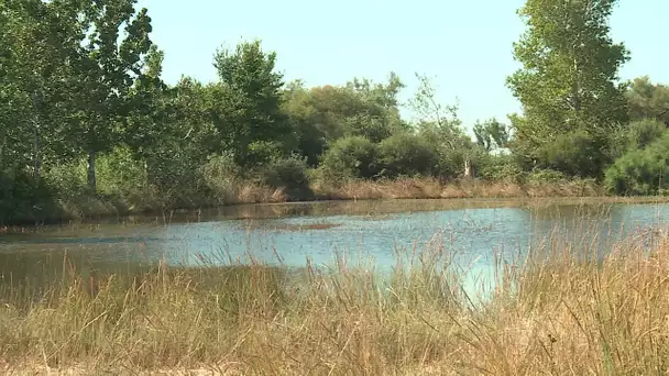 Camargue : la faune et la flore se reconstituent grâce à l'agriculture biologique