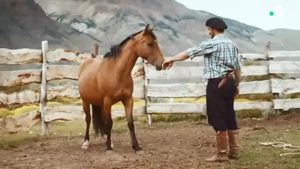 Pas facile de dompter un cheval sauvage... - ZAPPING SAUVAGE