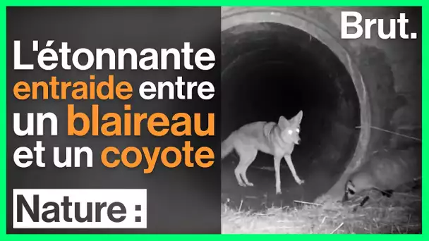 Pourquoi les coyotes et les blaireaux collaborent