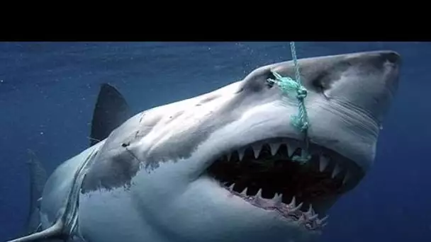 Sharks : Scavengers of the Seas - Documentary