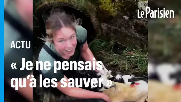 Écosse : une éleveuse rampe six mètres dans un tunnel pour secourir ses agneaux