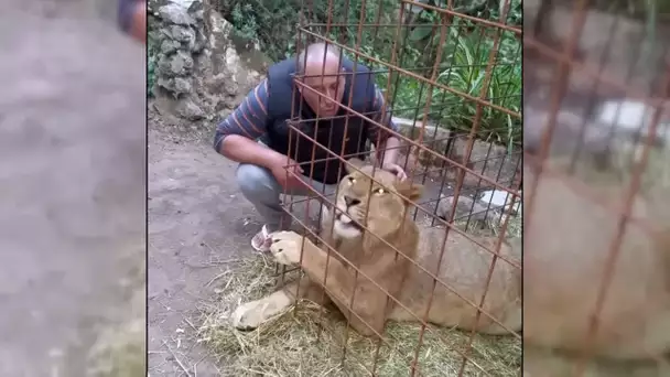 Jamais sans mon lion