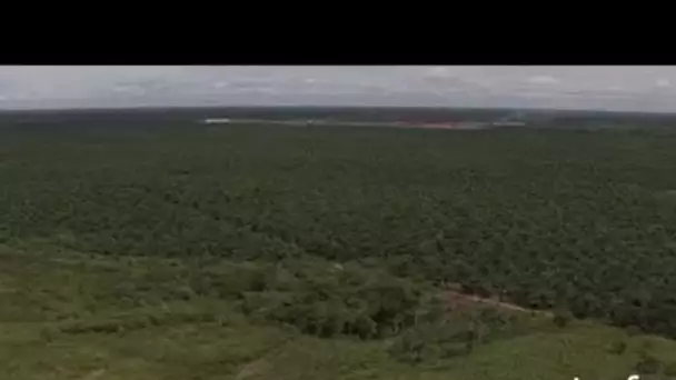 Indonésie : plantation de palmiers à huile et usine