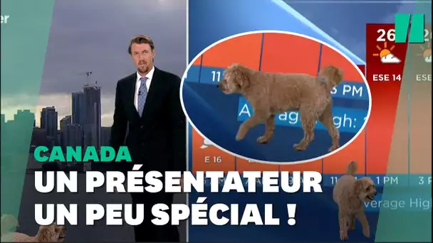 Ce chien s'incruste à la télé pendant la météo de son propriétaire