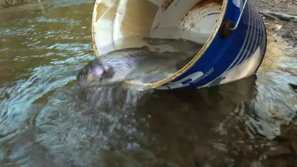 Béarn, La Gaule Orthézienne, ouverture de la pêche