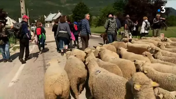 Un millier de brebis, moutons et agneaux descendent de leur alpage, direction Lans-en-Vercors