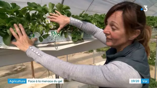 Var : les agriculteurs face à la menace du gel